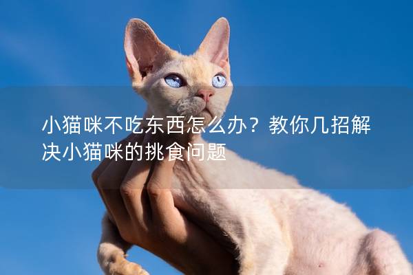 小猫咪不吃东西怎么办？教你几招解决小猫咪的挑食问题