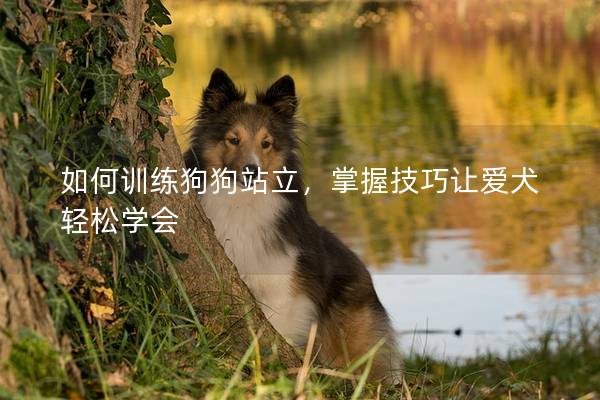 如何训练狗狗站立，掌握技巧让爱犬轻松学会