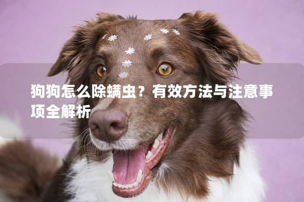 狗狗怎么除螨虫？有效方法与注意事项全解析