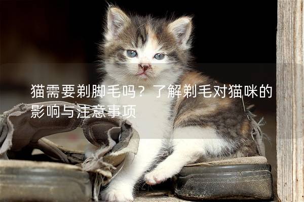 猫需要剃脚毛吗？了解剃毛对猫咪的影响与注意事项