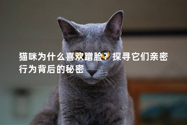 猫咪为什么喜欢蹭脸？探寻它们亲密行为背后的秘密