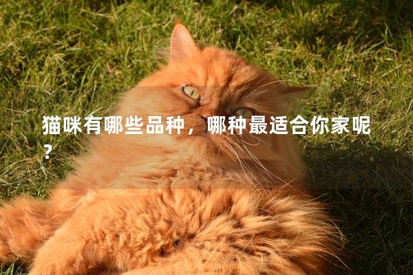 猫咪有哪些品种，哪种最适合你家呢？