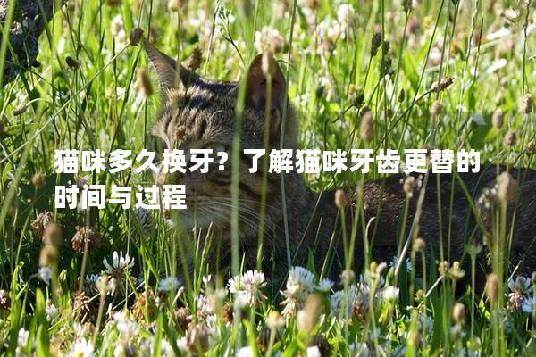 猫咪多久换牙？了解猫咪牙齿更替的时间与过程