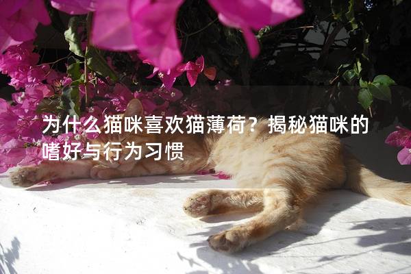 为什么猫咪喜欢猫薄荷？揭秘猫咪的嗜好与行为习惯