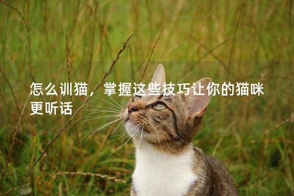 怎么训猫，掌握这些技巧让你的猫咪更听话