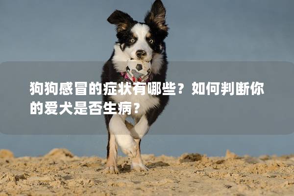 狗狗感冒的症状有哪些？如何判断你的爱犬是否生病？