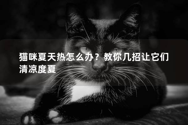 猫咪夏天热怎么办？教你几招让它们清凉度夏