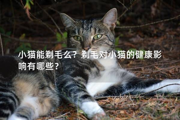 小猫能剃毛么？剃毛对小猫的健康影响有哪些？