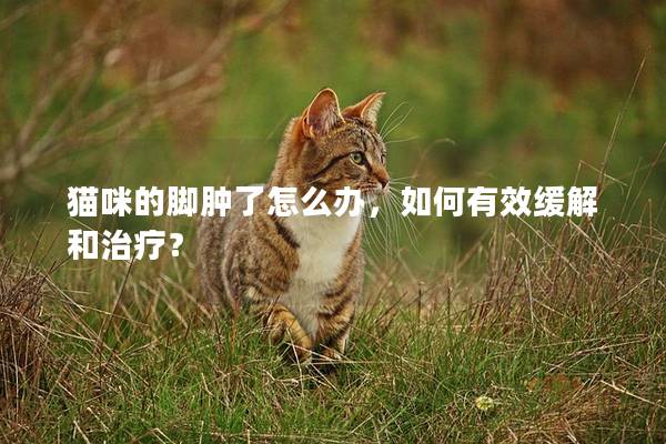 猫咪的脚肿了怎么办，如何有效缓解和治疗？