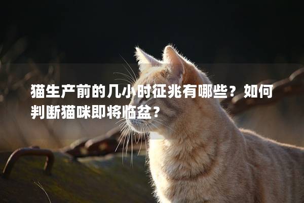 猫生产前的几小时征兆有哪些？如何判断猫咪即将临盆？