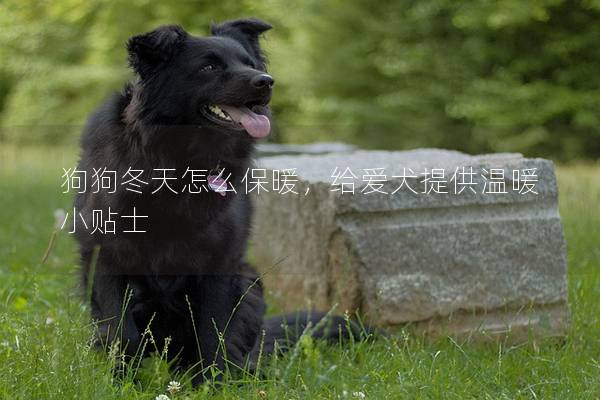 狗狗冬天怎么保暖，给爱犬提供温暖小贴士