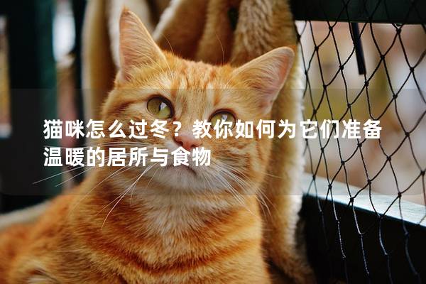 猫咪怎么过冬？教你如何为它们准备温暖的居所与食物