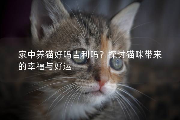 家中养猫好吗吉利吗？探讨猫咪带来的幸福与好运