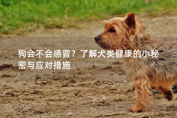 狗会不会感冒？了解犬类健康的小秘密与应对措施