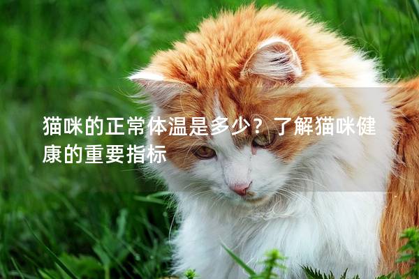 猫咪的正常体温是多少？了解猫咪健康的重要指标