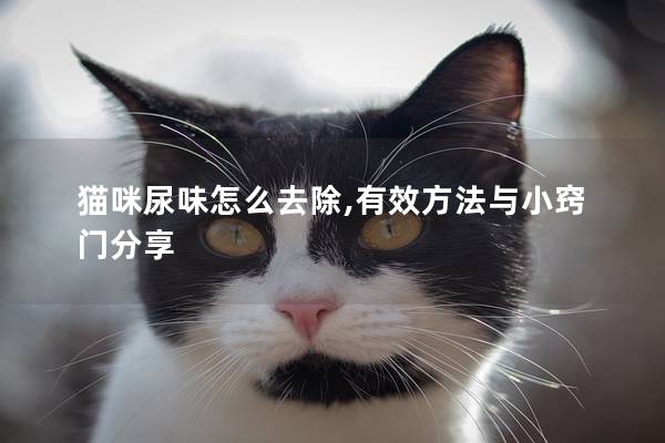 猫咪尿味怎么去除,有效方法与小窍门分享