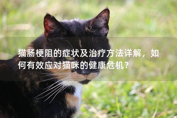 猫肠梗阻的症状及治疗方法详解，如何有效应对猫咪的健康危机？