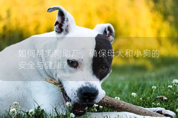 如何帮狗狗助产，确保母犬和小狗的安全与健康？