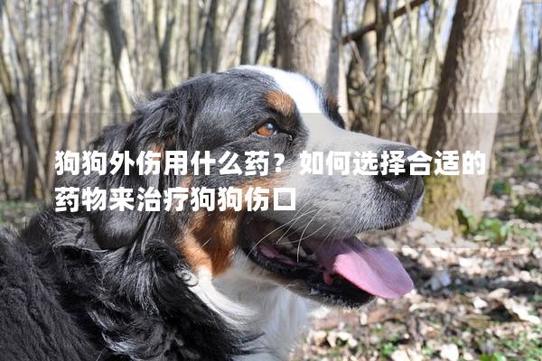 狗狗外伤用什么药？如何选择合适的药物来治疗狗狗伤口