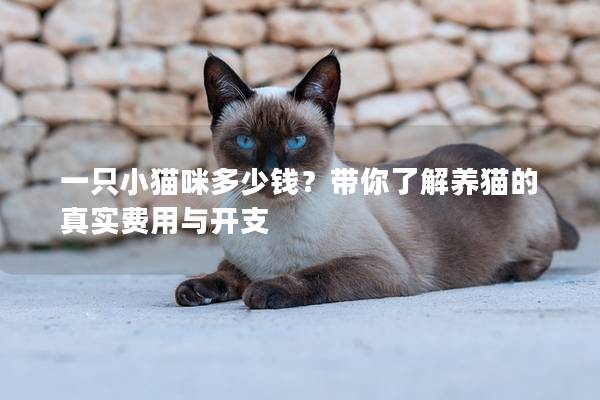 一只小猫咪多少钱？带你了解养猫的真实费用与开支