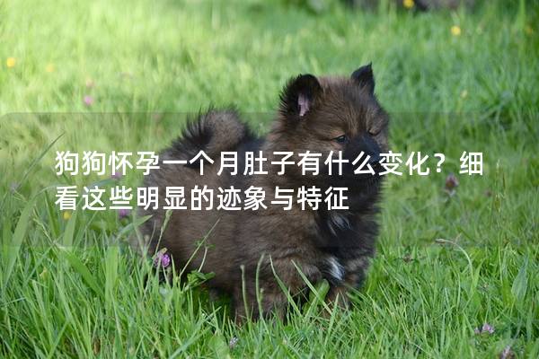 狗狗怀孕一个月肚子有什么变化？细看这些明显的迹象与特征