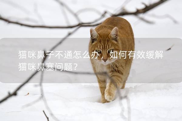 猫咪鼻子不通怎么办，如何有效缓解猫咪鼻塞问题？