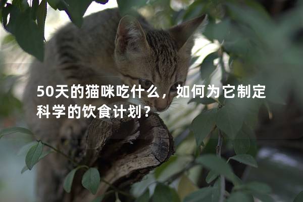 50天的猫咪吃什么，如何为它制定科学的饮食计划？