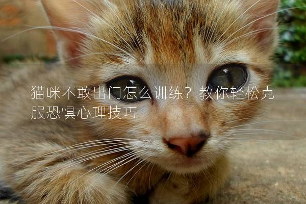 猫咪不敢出门怎么训练？教你轻松克服恐惧心理技巧