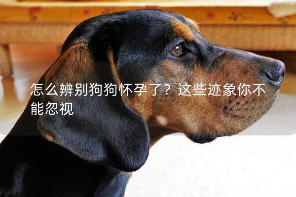 怎么辨别狗狗怀孕了？这些迹象你不能忽视