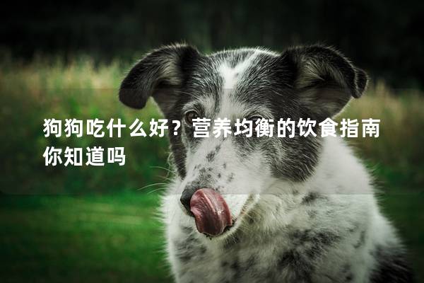 狗狗吃什么好？营养均衡的饮食指南你知道吗