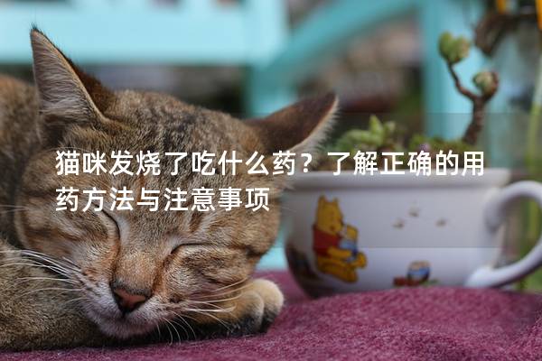 猫咪发烧了吃什么药？了解正确的用药方法与注意事项