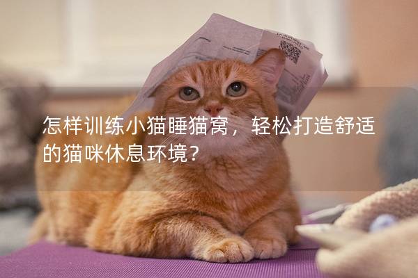 怎样训练小猫睡猫窝，轻松打造舒适的猫咪休息环境？