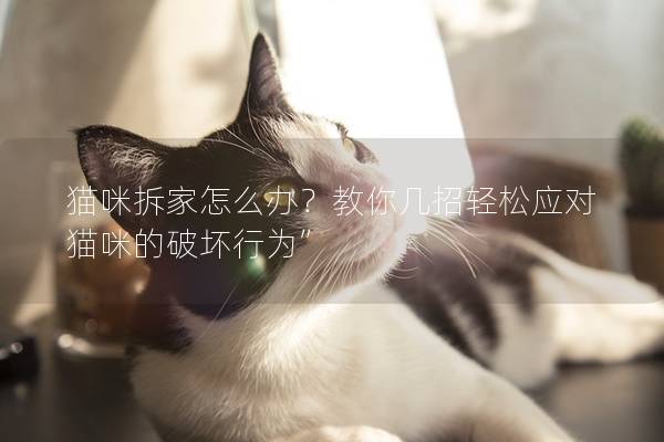 猫咪拆家怎么办？教你几招轻松应对猫咪的破坏行为”