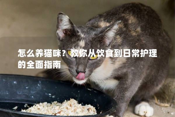 怎么养猫咪？教你从饮食到日常护理的全面指南