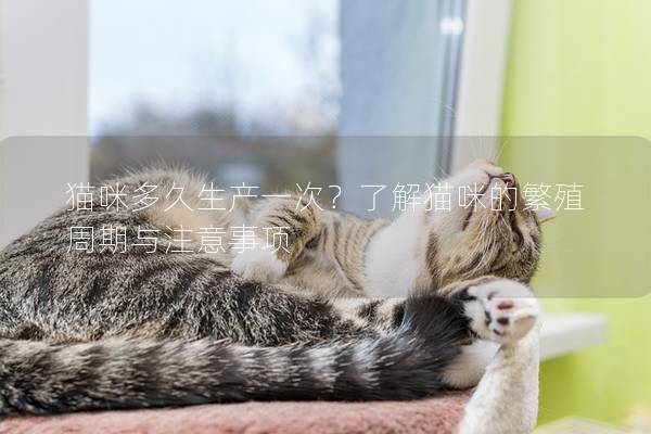 猫咪多久生产一次？了解猫咪的繁殖周期与注意事项