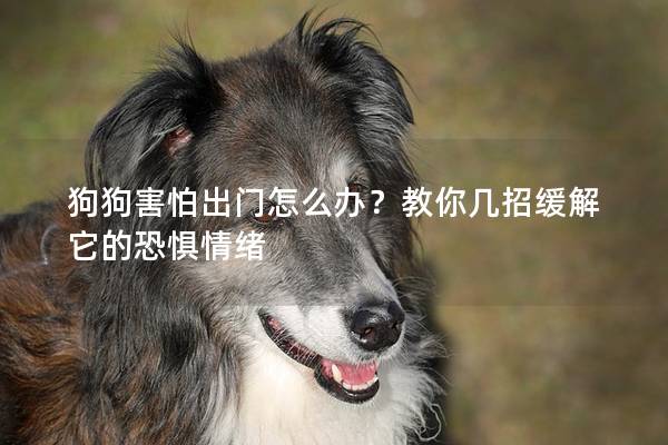 狗狗害怕出门怎么办？教你几招缓解它的恐惧情绪