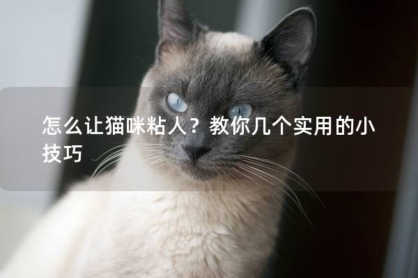 怎么让猫咪粘人？教你几个实用的小技巧