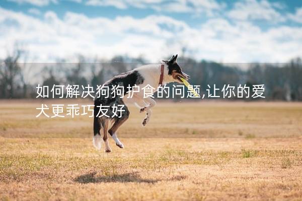 如何解决狗狗护食的问题,让你的爱犬更乖巧友好