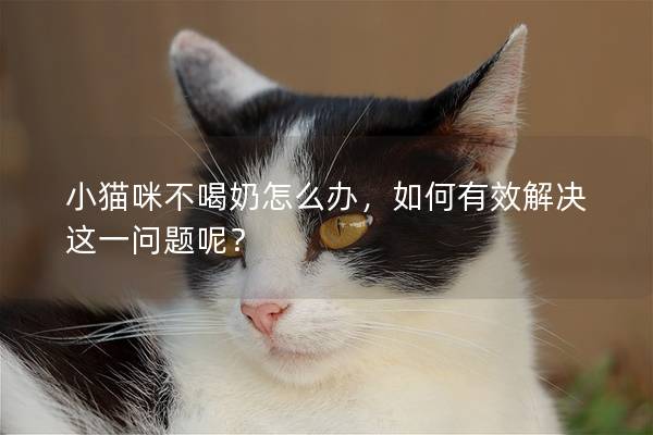 小猫咪不喝奶怎么办，如何有效解决这一问题呢？