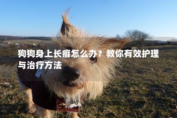 狗狗身上长癣怎么办？教你有效护理与治疗方法