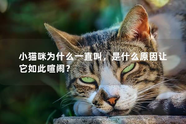 小猫咪为什么一直叫，是什么原因让它如此喧闹？