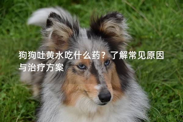 狗狗吐黄水吃什么药？了解常见原因与治疗方案