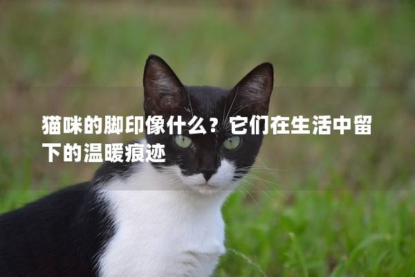 猫咪的脚印像什么？它们在生活中留下的温暖痕迹