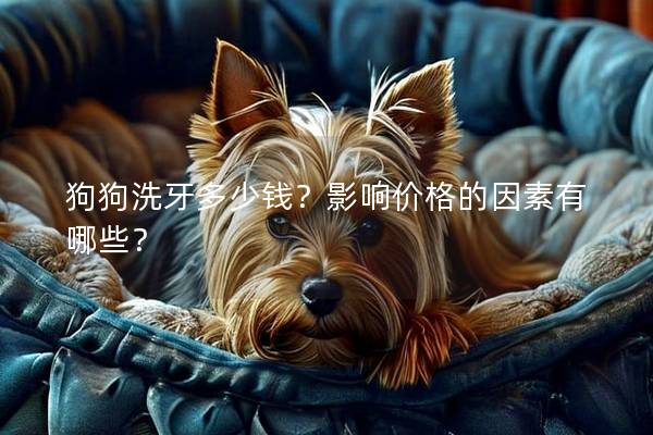 狗狗洗牙多少钱？影响价格的因素有哪些？