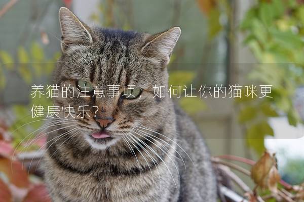 养猫的注意事项，如何让你的猫咪更健康快乐？