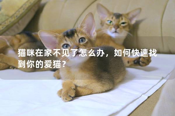 猫咪在家不见了怎么办，如何快速找到你的爱猫？