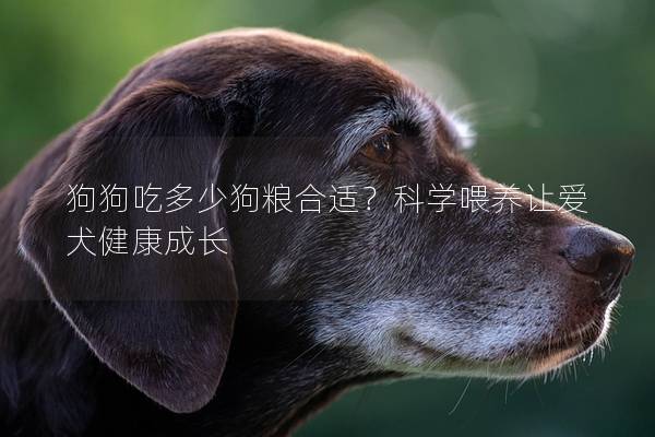 狗狗吃多少狗粮合适？科学喂养让爱犬健康成长