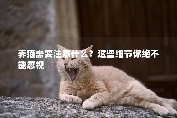 养猫需要注意什么？这些细节你绝不能忽视