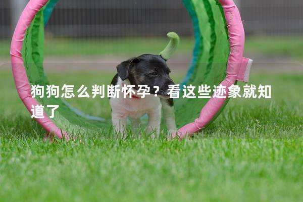 狗狗怎么判断怀孕？看这些迹象就知道了