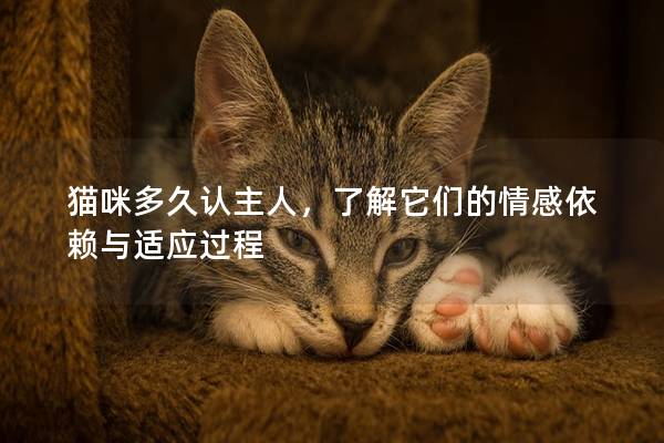 猫咪多久认主人，了解它们的情感依赖与适应过程